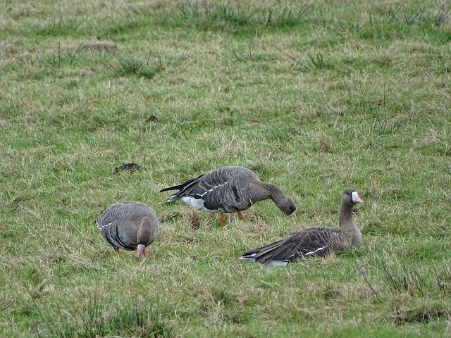 而新加坡队 而新加坡队